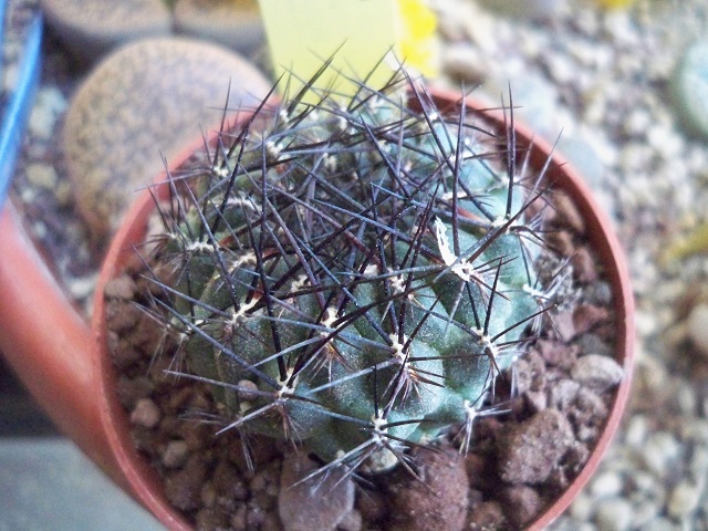 Sulcorebutia totorensis 