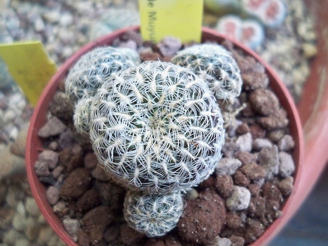 Sulcorebutia langeri HS 240