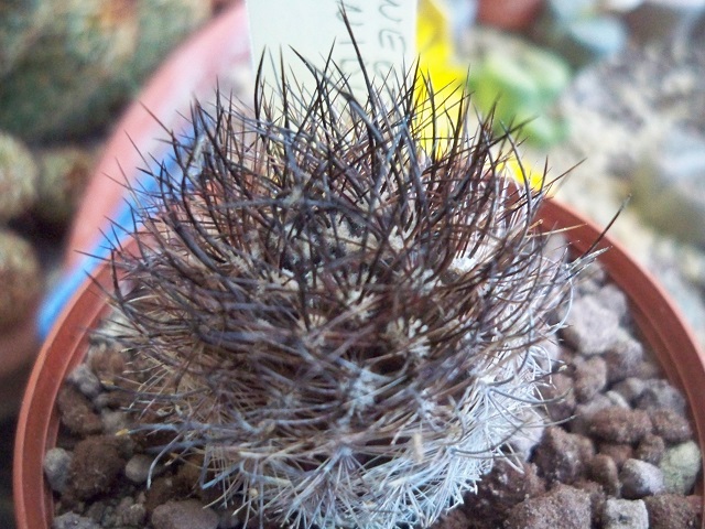 neoporteria nidus