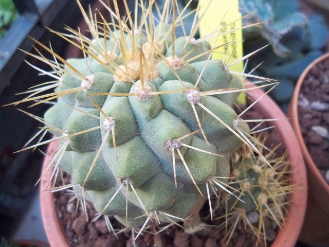 Copiapoa gigantea 