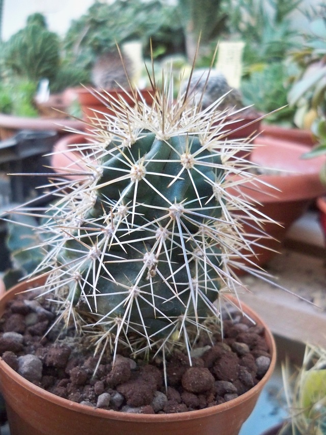 Echinocereus coccineus 