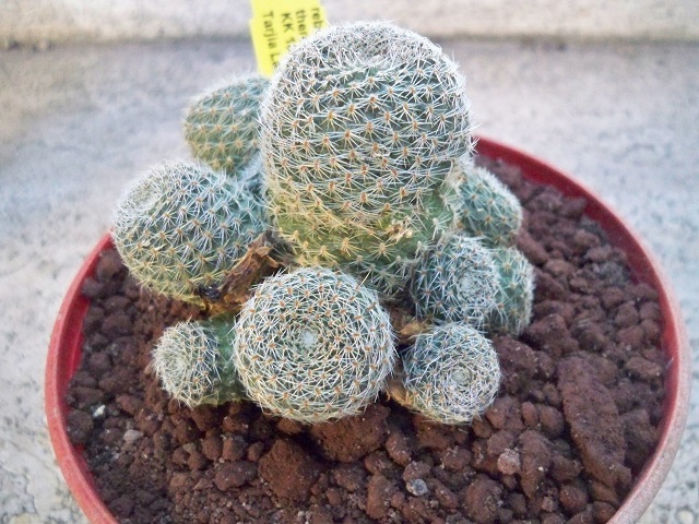 Rebutia theresae KK 1925