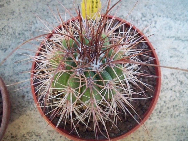 melocactus diamantinensis