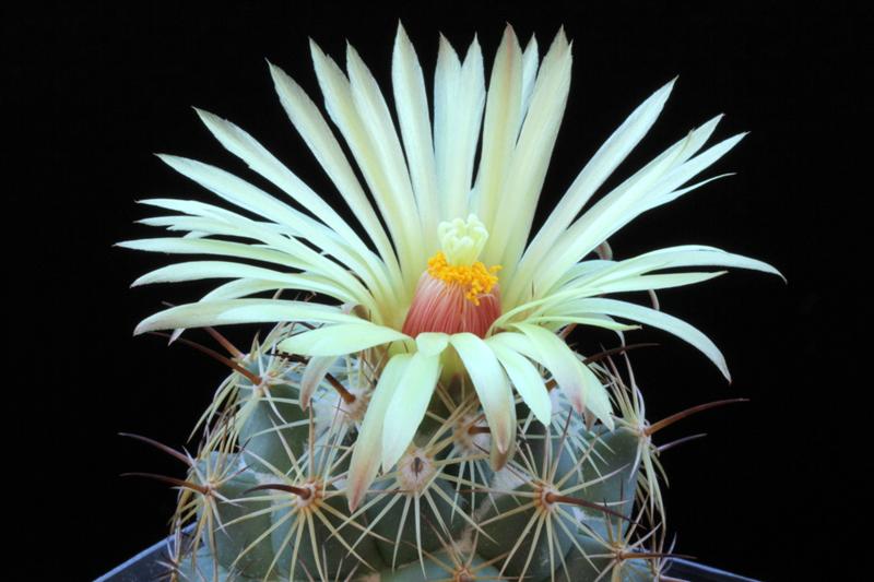 Coryphantha pallida 