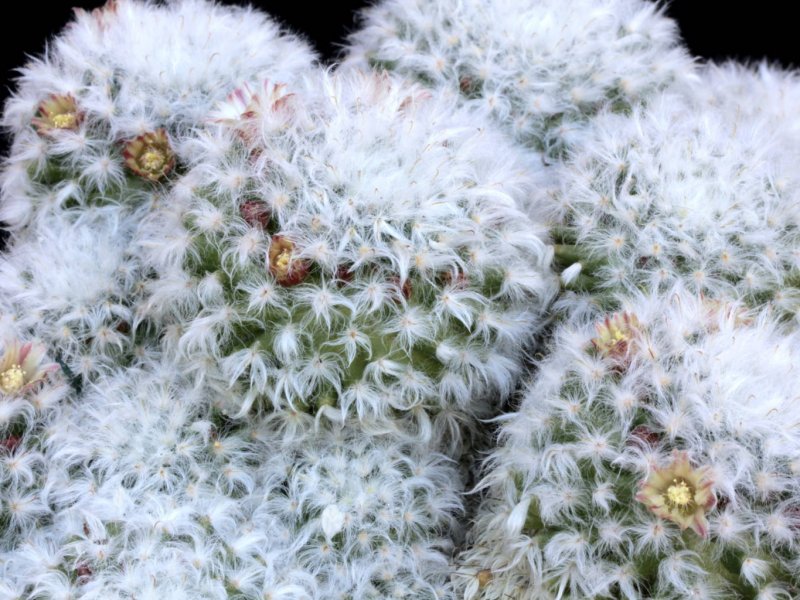 Mammillaria bocasana v. multilanata 