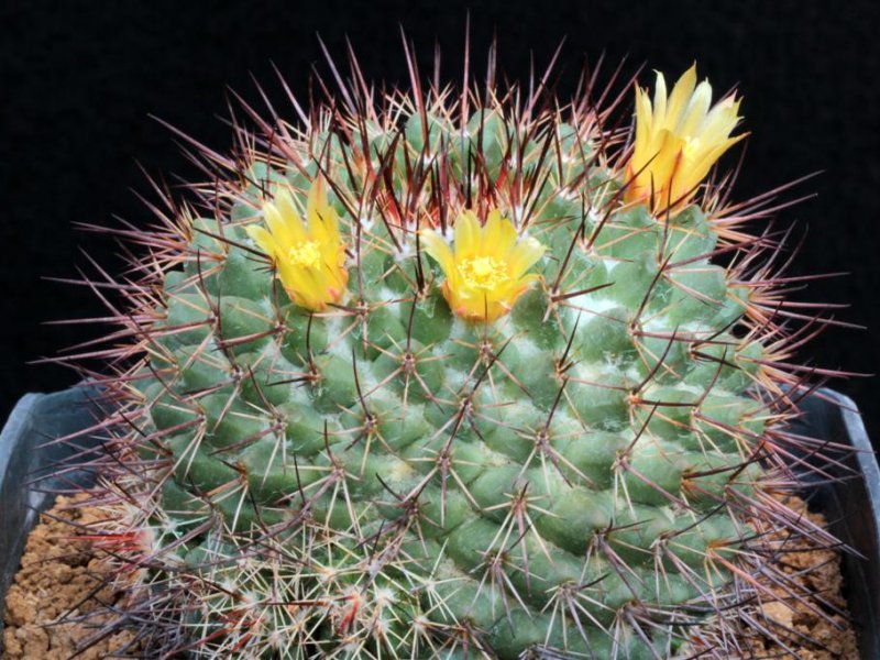 Mammillaria petrophila LAU 052