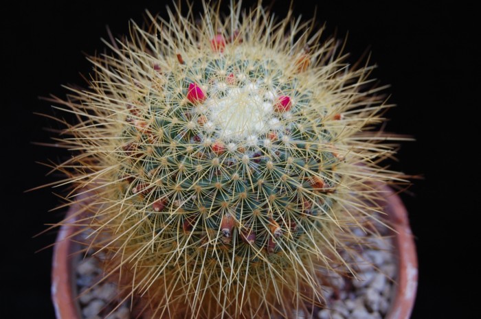 Mammillaria rhodantha ssp. aureiceps 