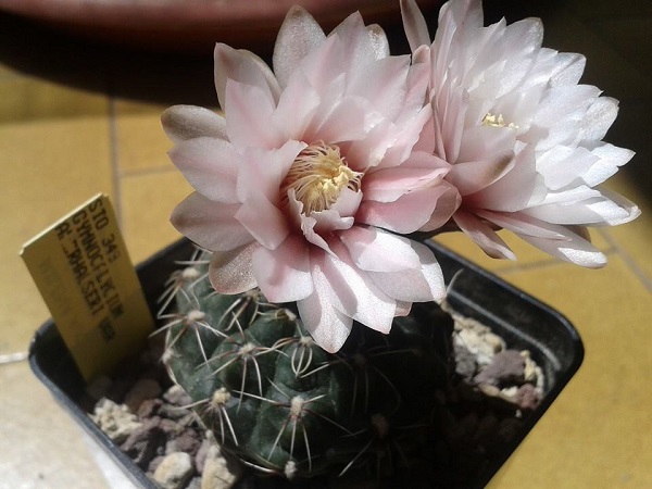 Gymnocalycium amerhauseri STO 349