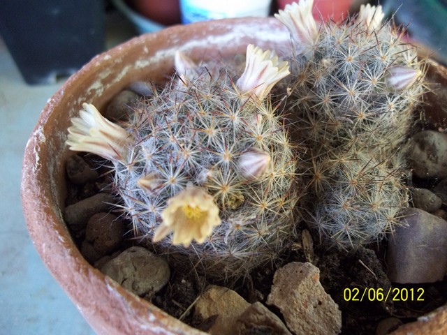 mammilaria  