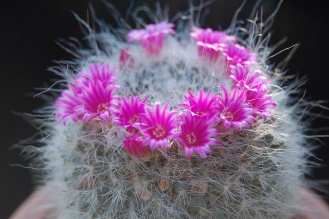 Mammillaria hahniana 