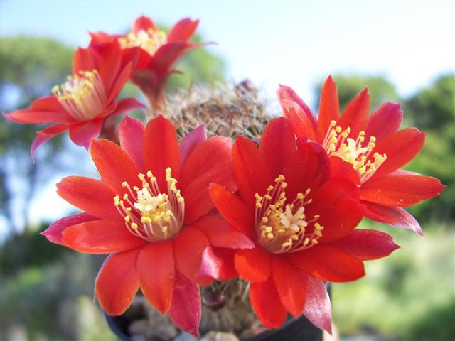 Rebutia pseudodeminuta R11