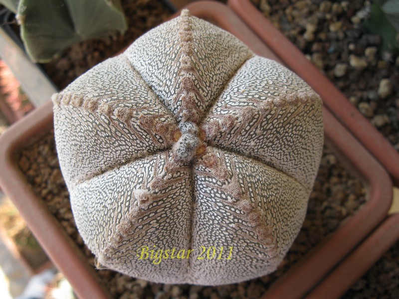 Astrophytum myriostigma cv. onzuka 