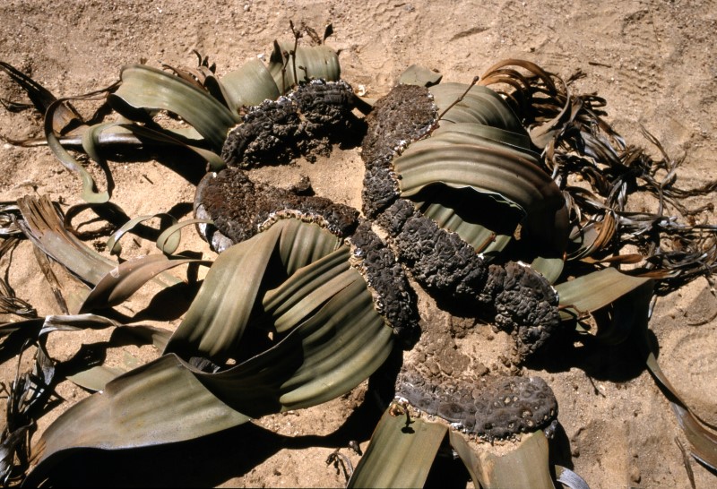 Welwitschia mirabilis 