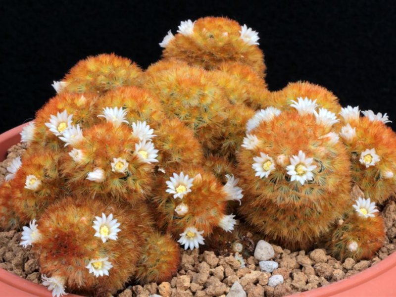 Mammillaria carmenae 