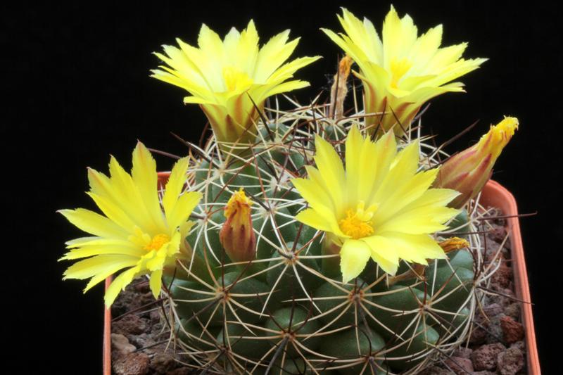 Mammillaria melaleuca 