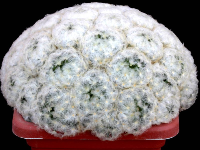 Mammillaria plumosa 