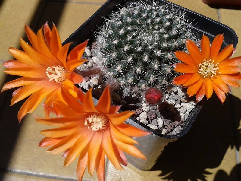 Rebutia flavistyla 