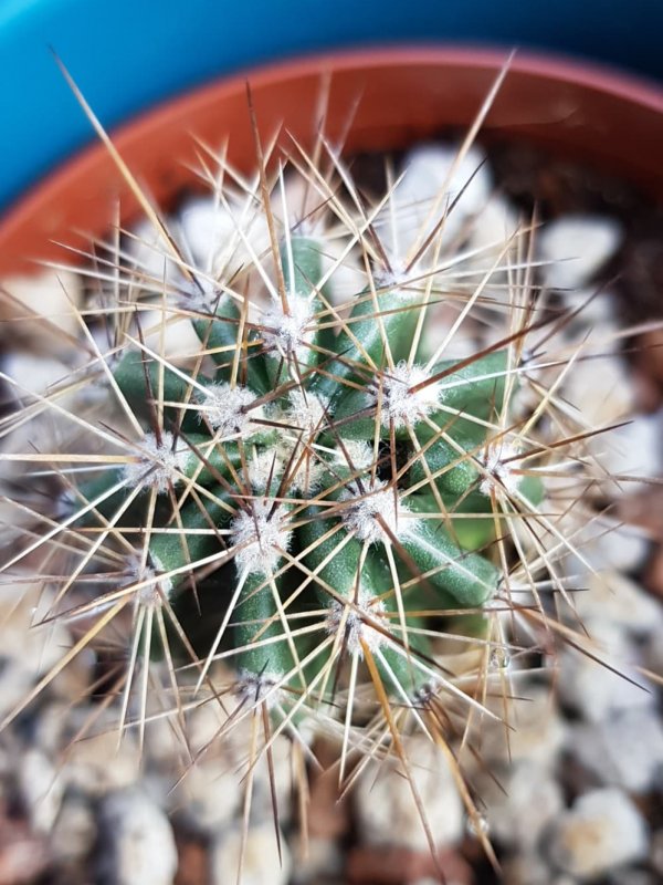 Carnegiea gigantea (saguaro) 