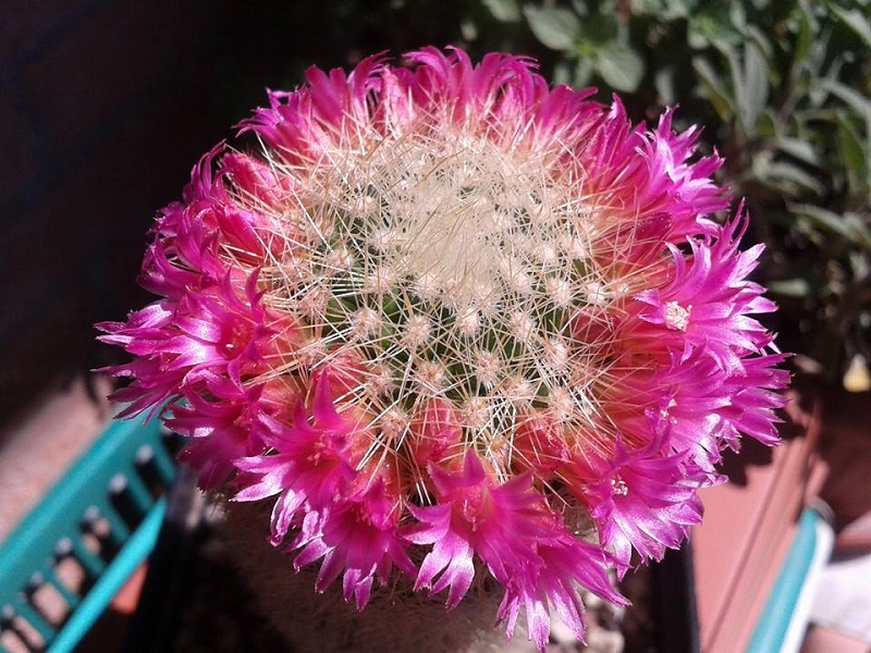 Mammillaria spinosissima 