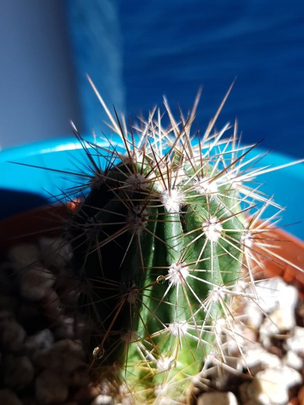 Carnegiea gigantea (saguaro) 