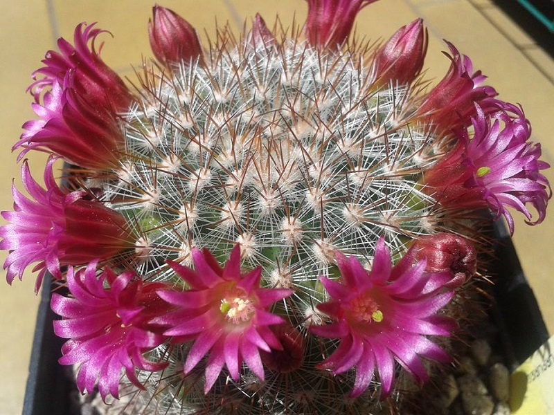 Mammillaria rekoi 