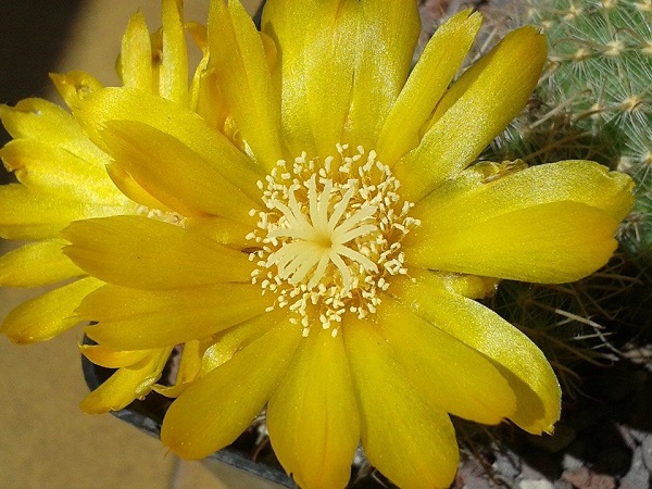 Parodia microsperma cv. lowe's 