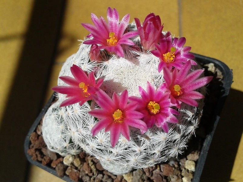 Mammillaria humboldtii 