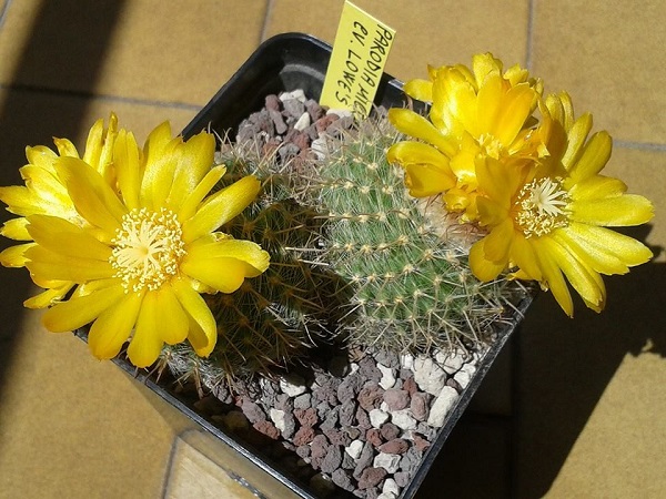 Parodia microsperma cv. lowe's 