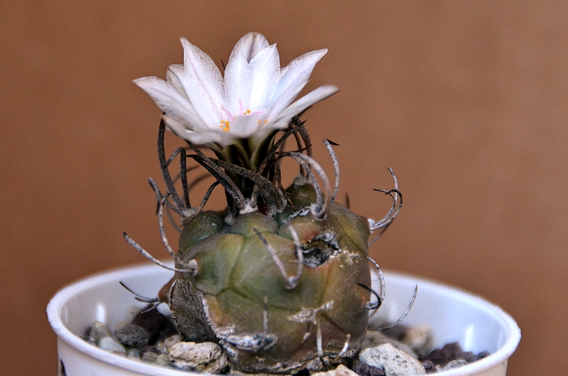 Turbinicarpus macrochele 