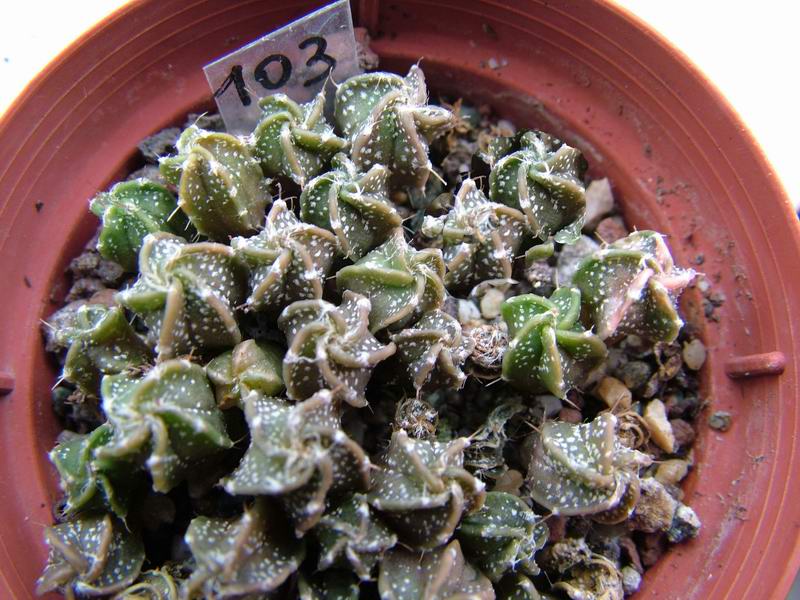 Astrophytum capricorne 