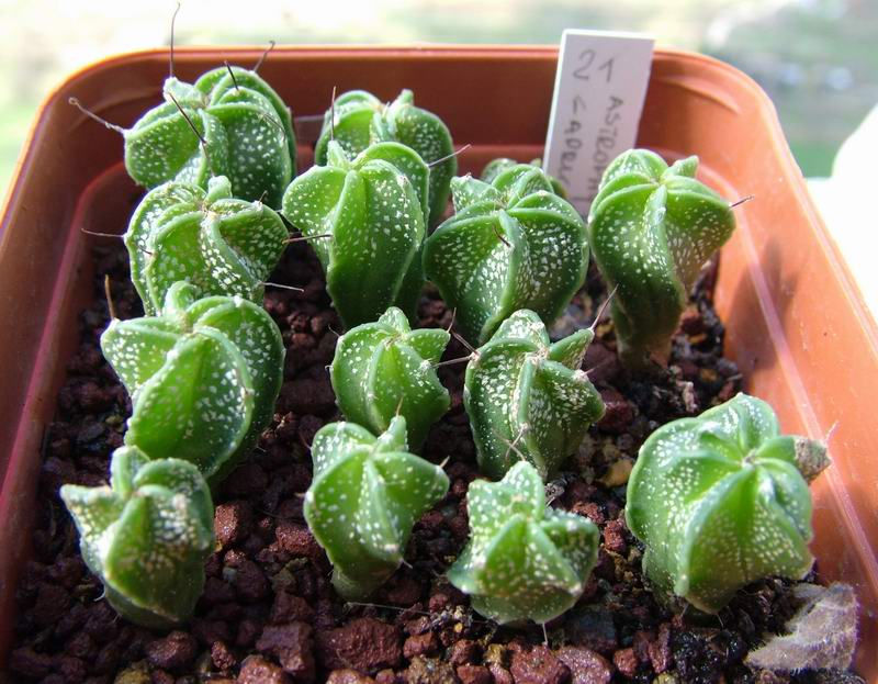 Astrophytum capricorne 