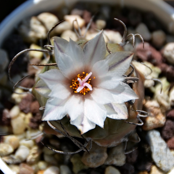 Turbinicarpus macrochele 