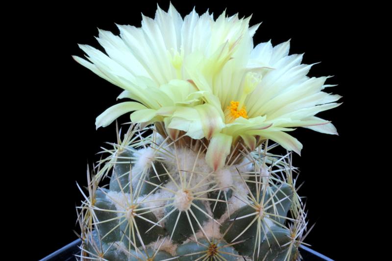 Coryphantha cornifera f. malitierrarum PAN 233