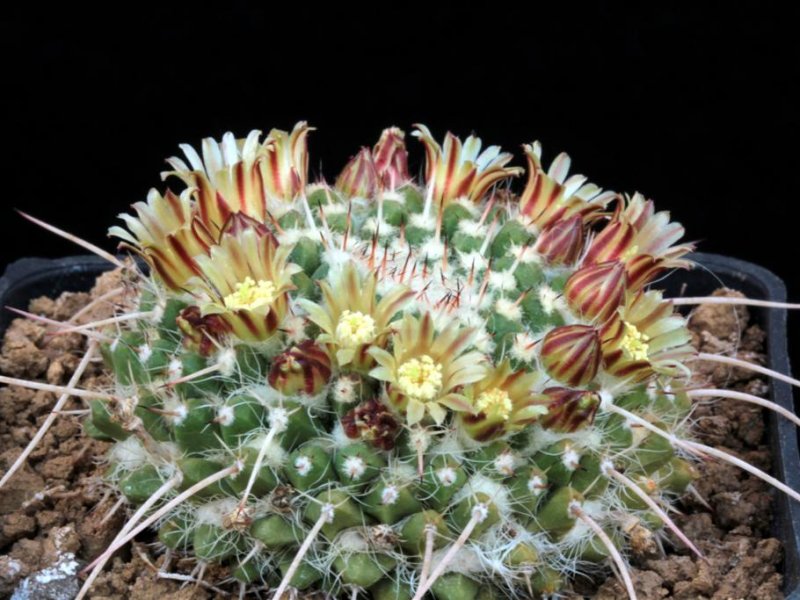 Mammillaria karwinskiana ssp. nejapensis 