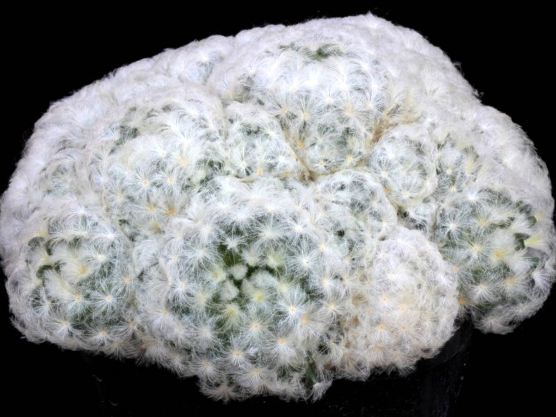 Mammillaria plumosa 