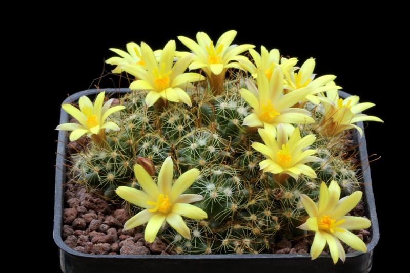 Mammillaria surculosa 