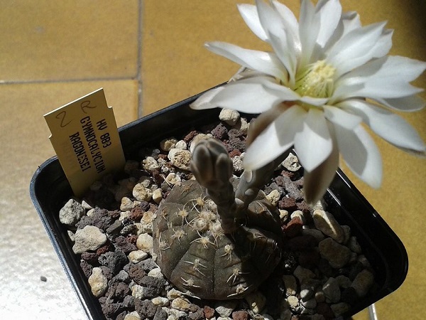 Gymnocalycium ragonesei HV 883