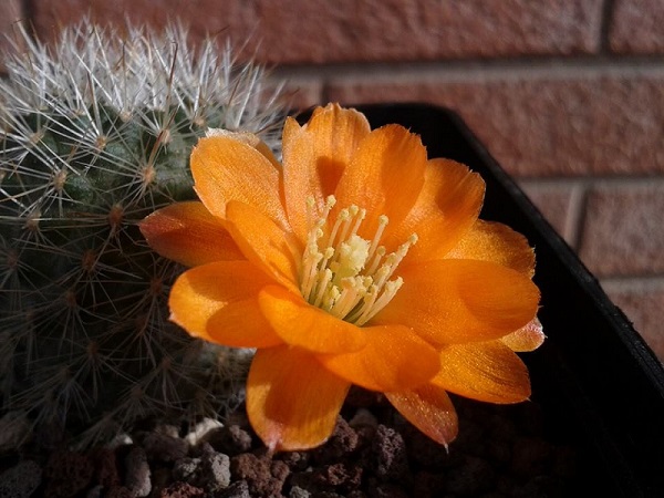 Rebutia simoniana 