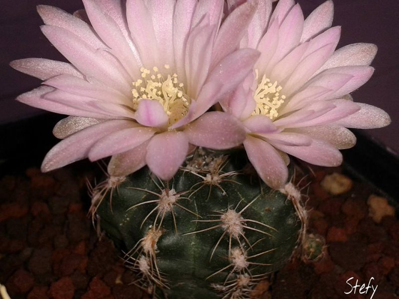 Gymnocalycium bruchii v. brigittae 