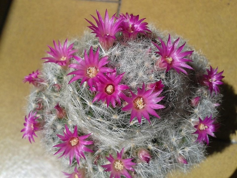 Mammillaria laui ssp. dasyacantha 