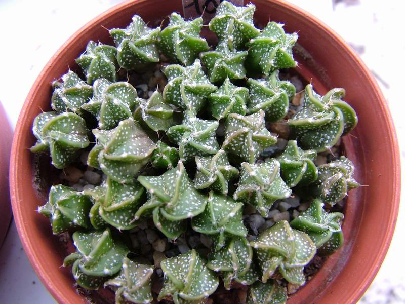 astrophytum capricorne v. major