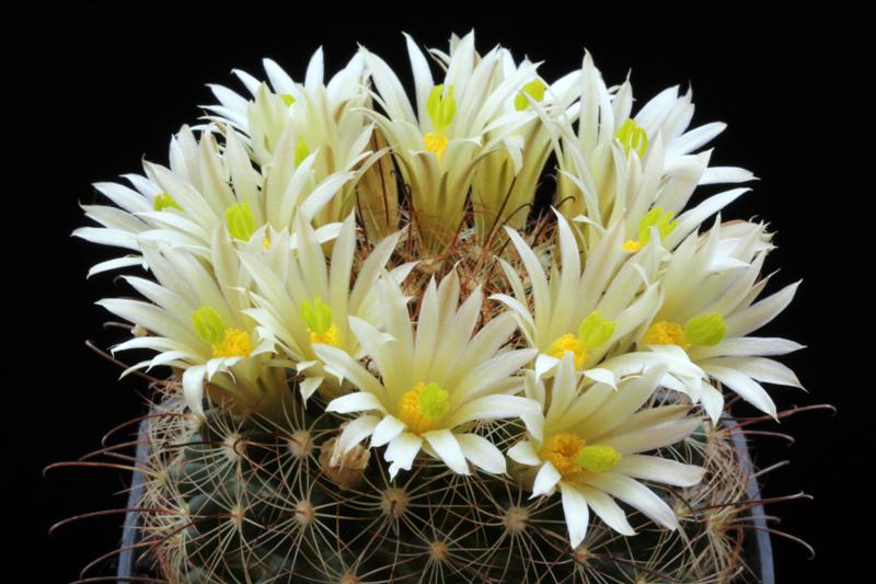 Mammillaria carretii 