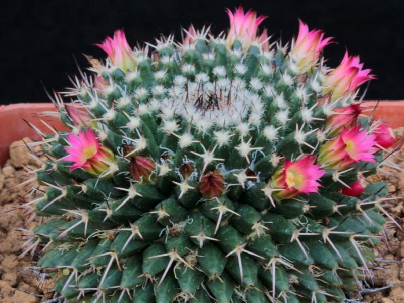 Mammillaria scrippsiana v. armeria REPP 1618