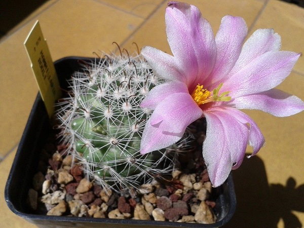 Mammillaria boolii 