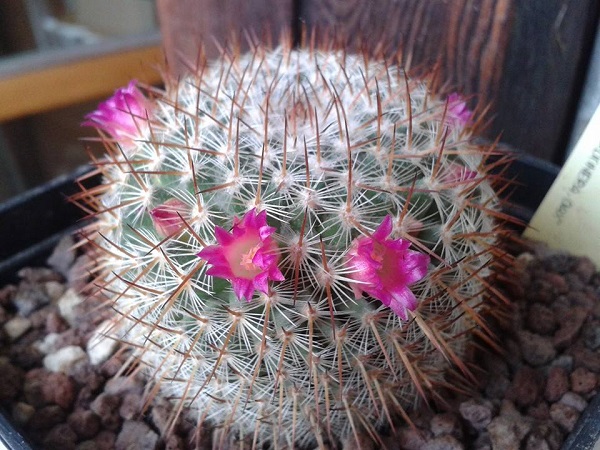 Mammillaria haageana ssp. conspicua 