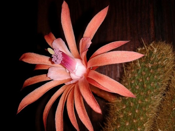 Hildewintera aureispina 
