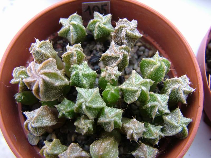 Astrophytum coahuilense 