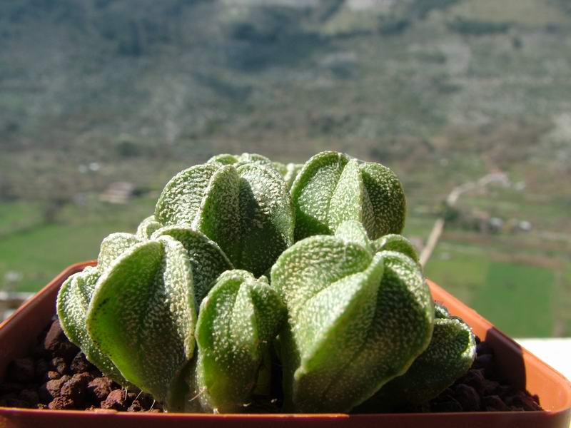 Astrophytum coahuilense 