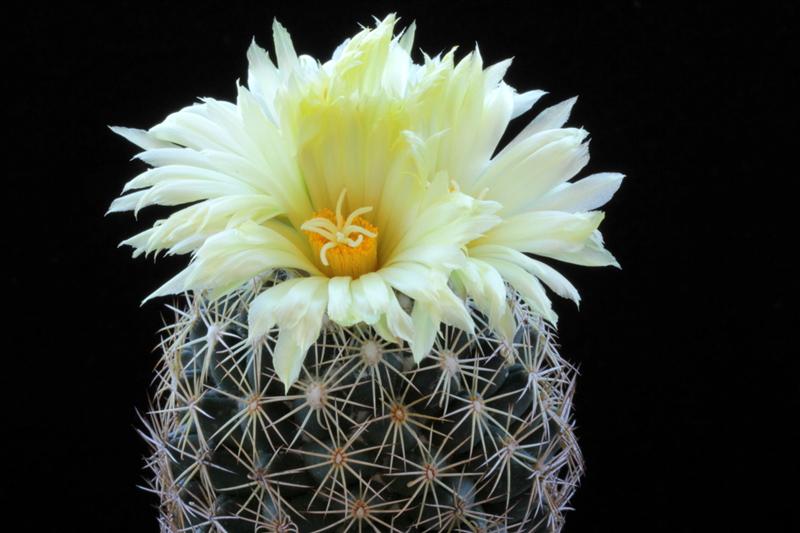 Coryphantha radians 