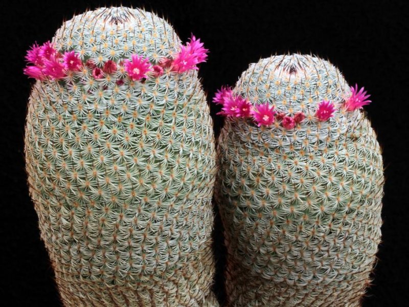 Mammillaria haageana 